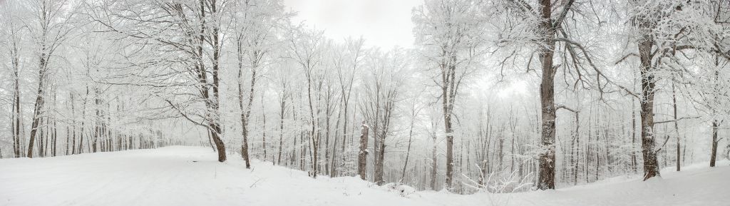 Forêt d'hiver
