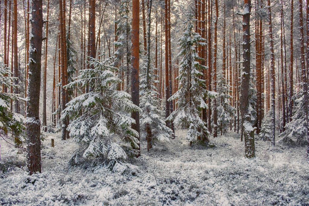 Forêt dans la neige