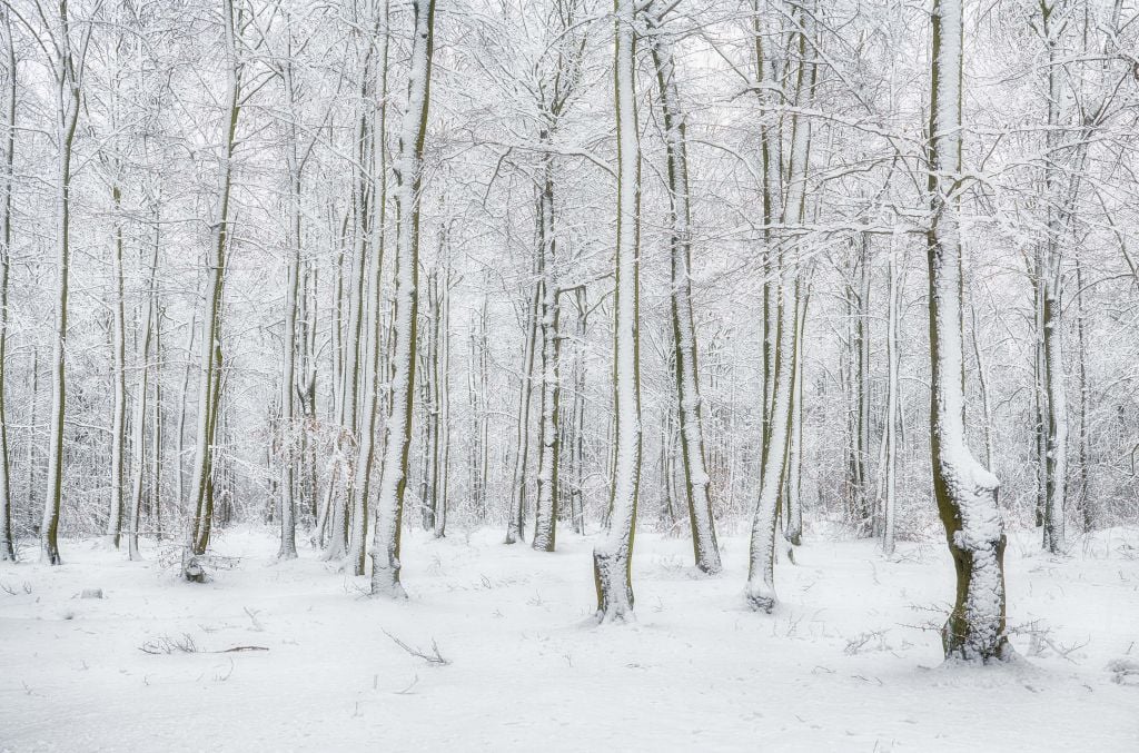 Forêt avec neige