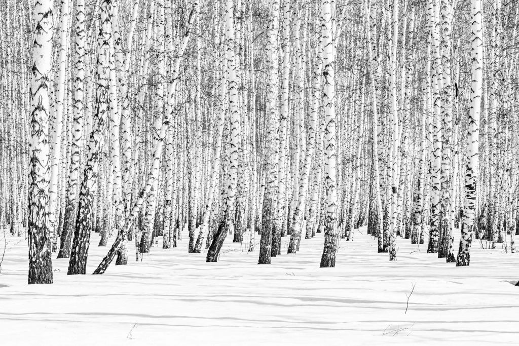 Forêt de bouleaux blancs