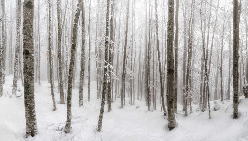 Forêt de hêtres avec de la neige