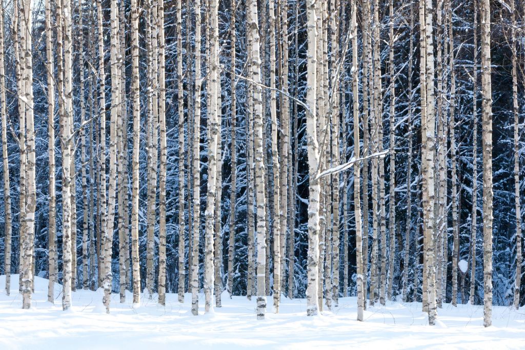 Bouleaux des neiges