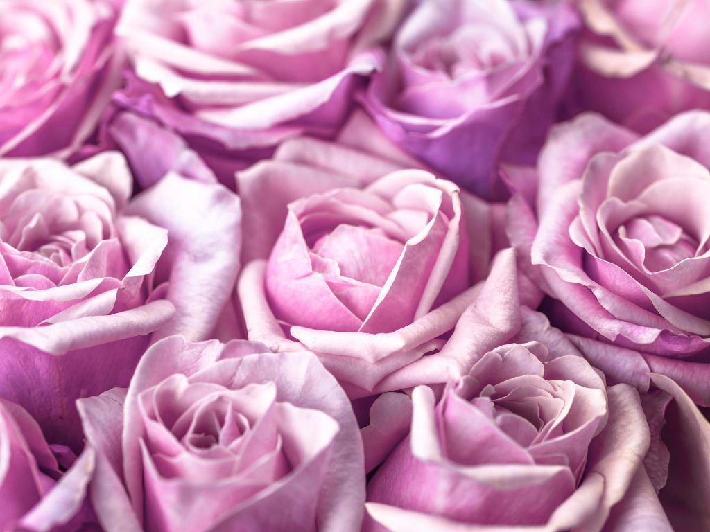 Roses colorées