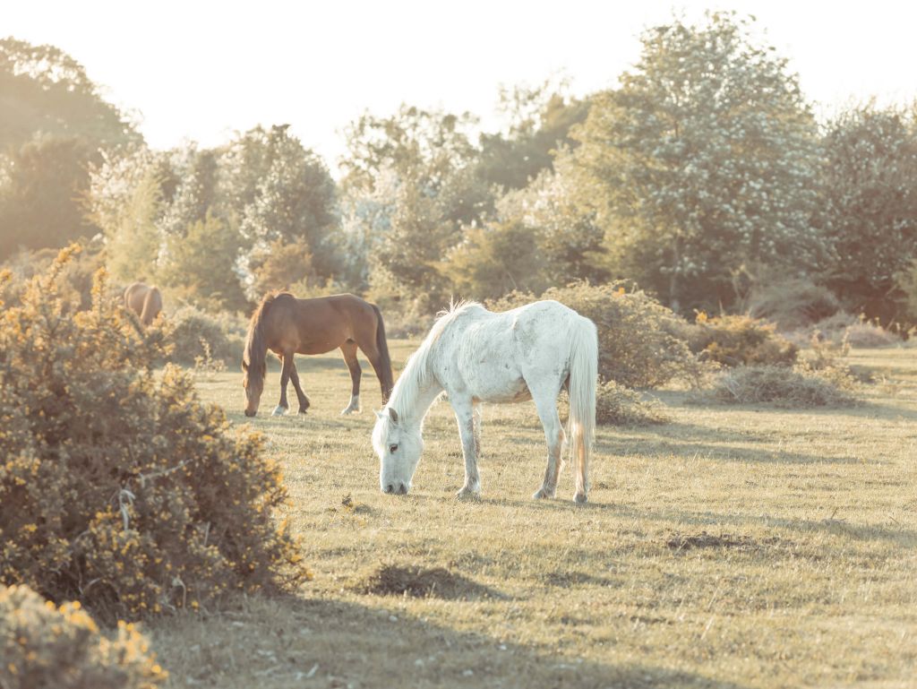 Chevaux dans la prairie