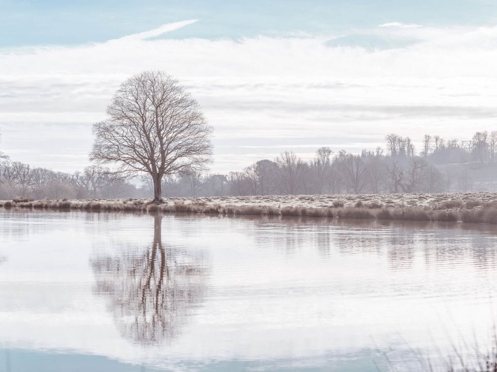 Arbre dans un brouillard