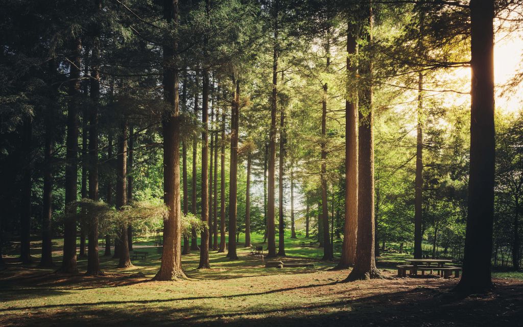 Forêt d'été