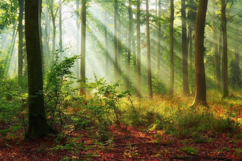 Belle matinée en forêt
