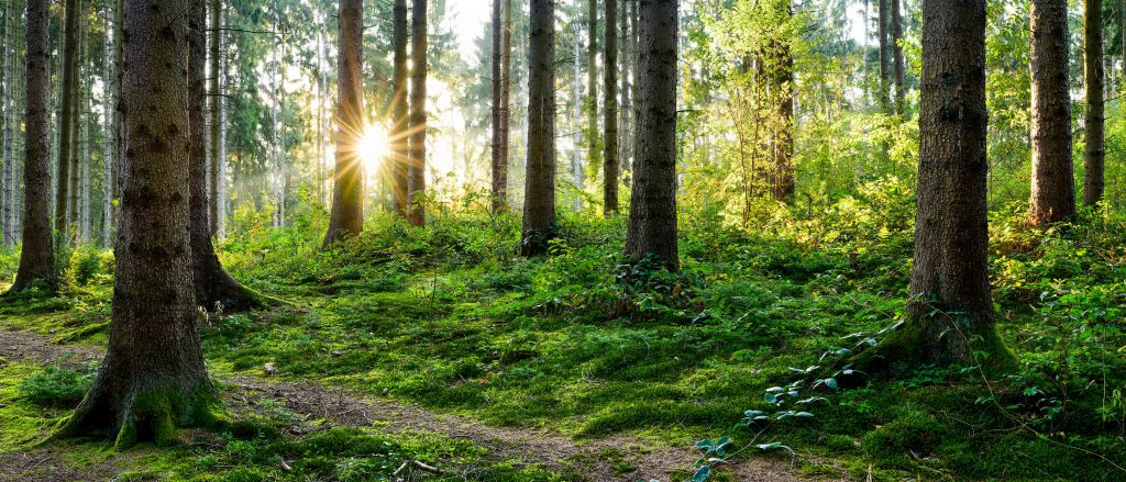 Panorama de la forêt au printemps