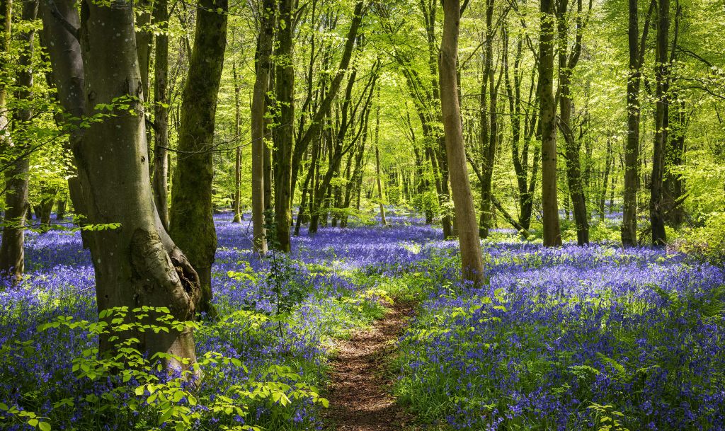 Forêt dans la lumière du soleil