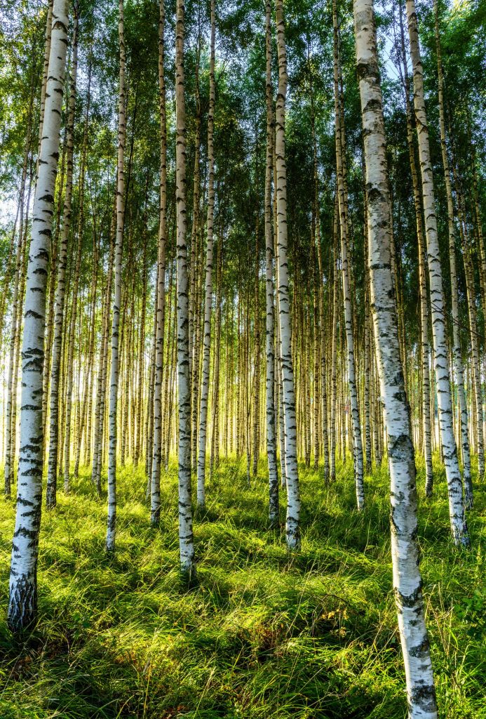 Forêt de bouleaux d'été