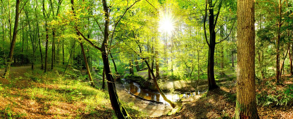 Forêt avec un ruisseau