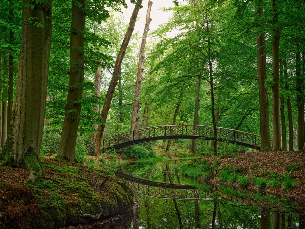 Pont en arc dans les bois