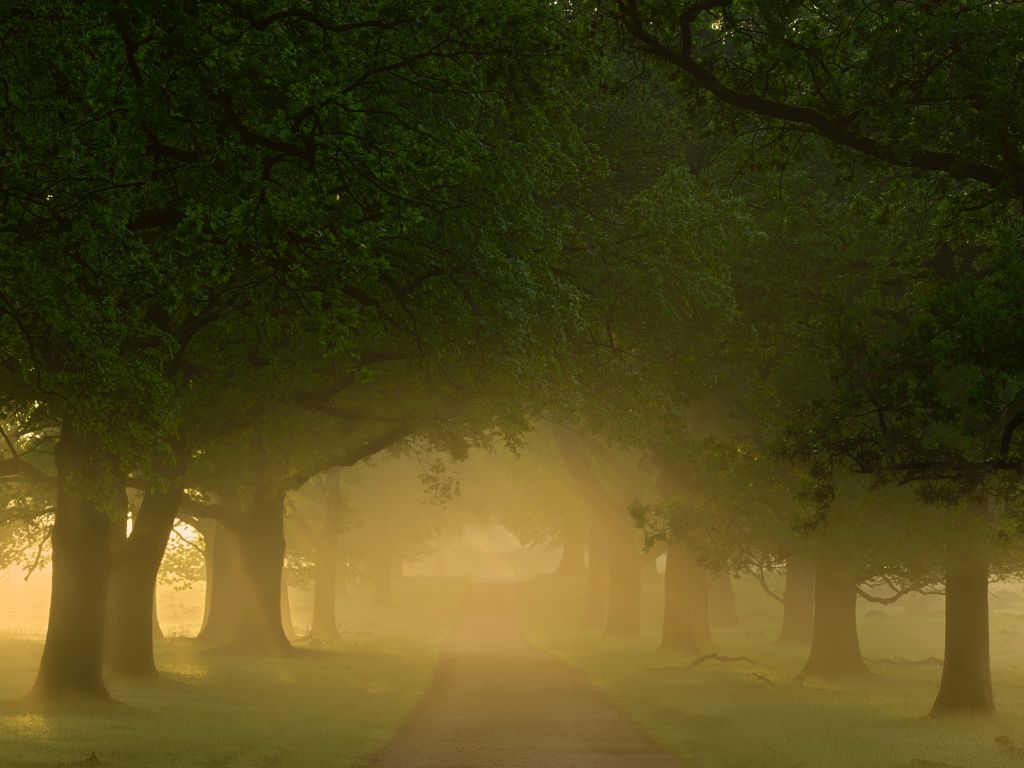 Brume entre les arbres