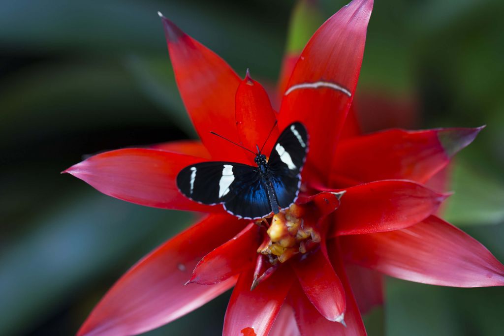Heliconius sara