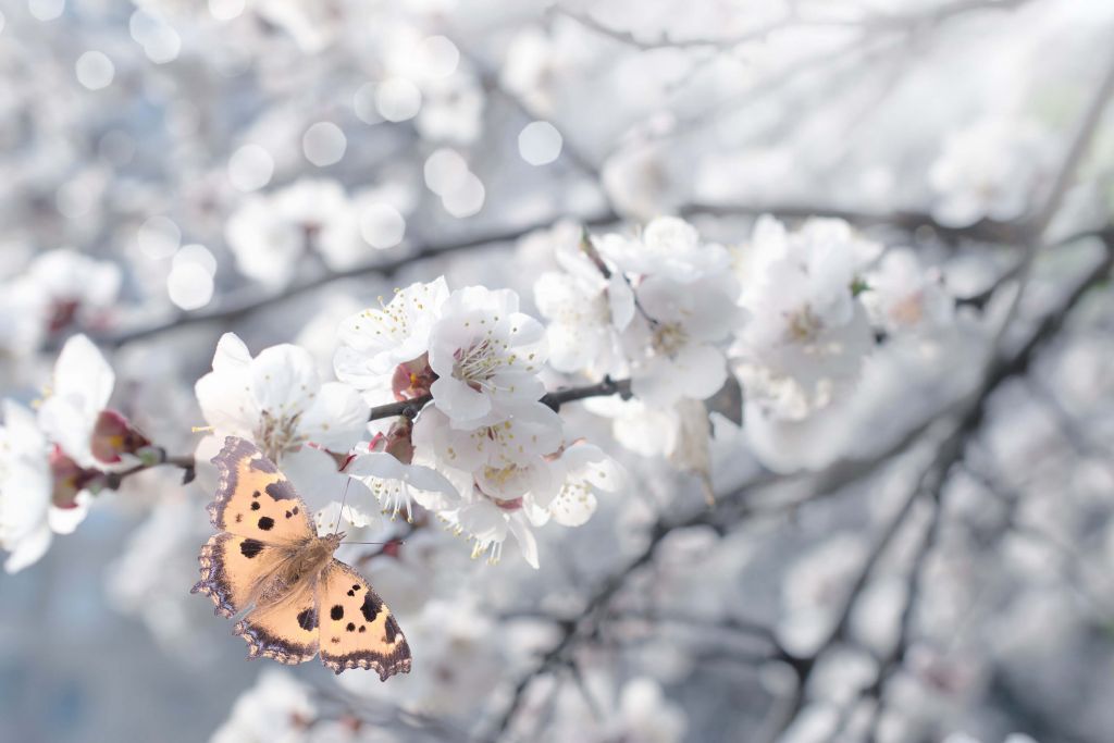 Papillon et fleur de cerisier