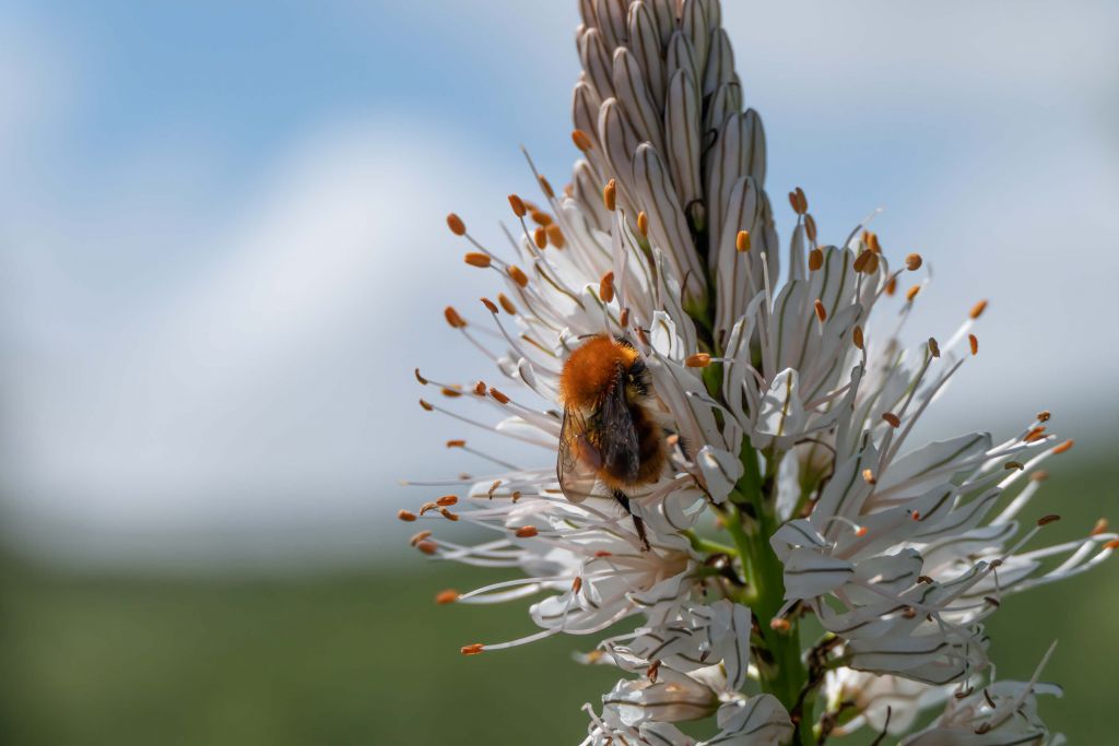 Fleur blanche et bourdon