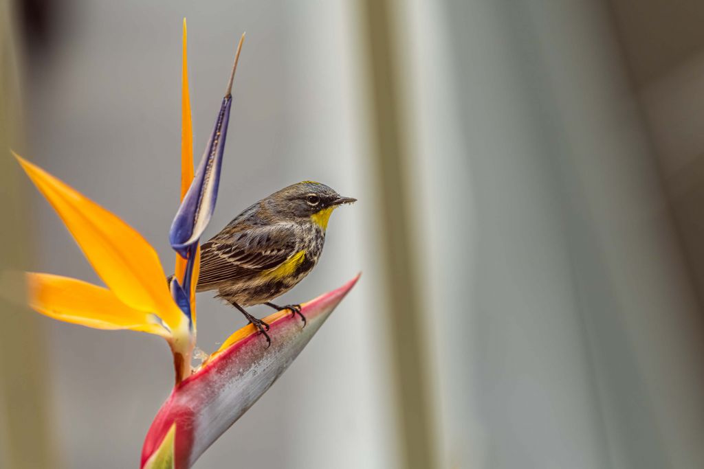 Fleur de paradis avec oiseau