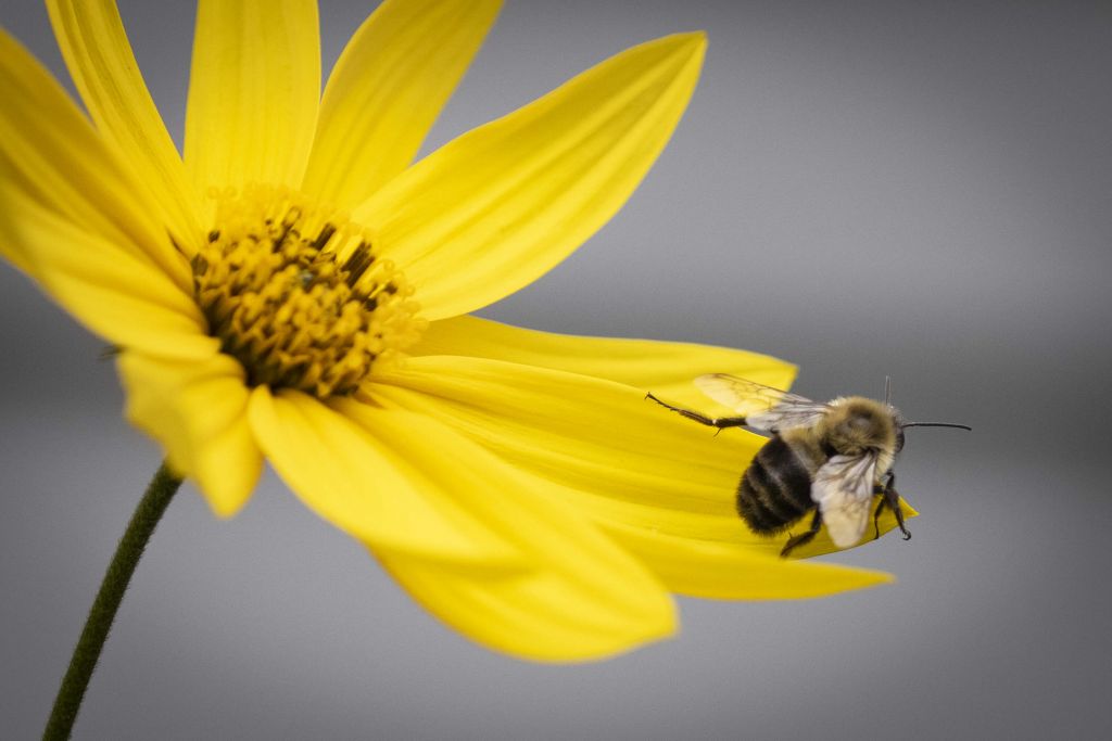 Fleur jaune pâle