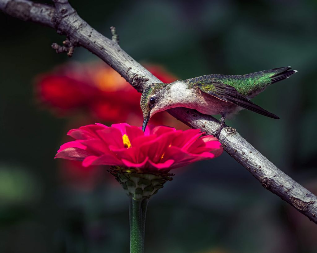 Colibri buvant