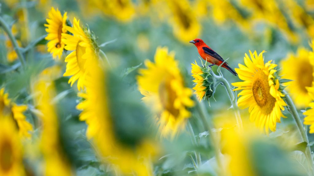 Champ de tournesols avec un oiseau rouge