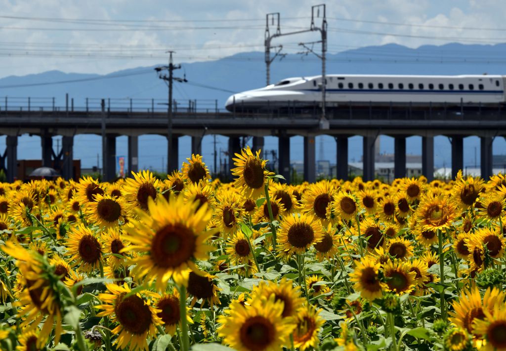 Champ de tournesols