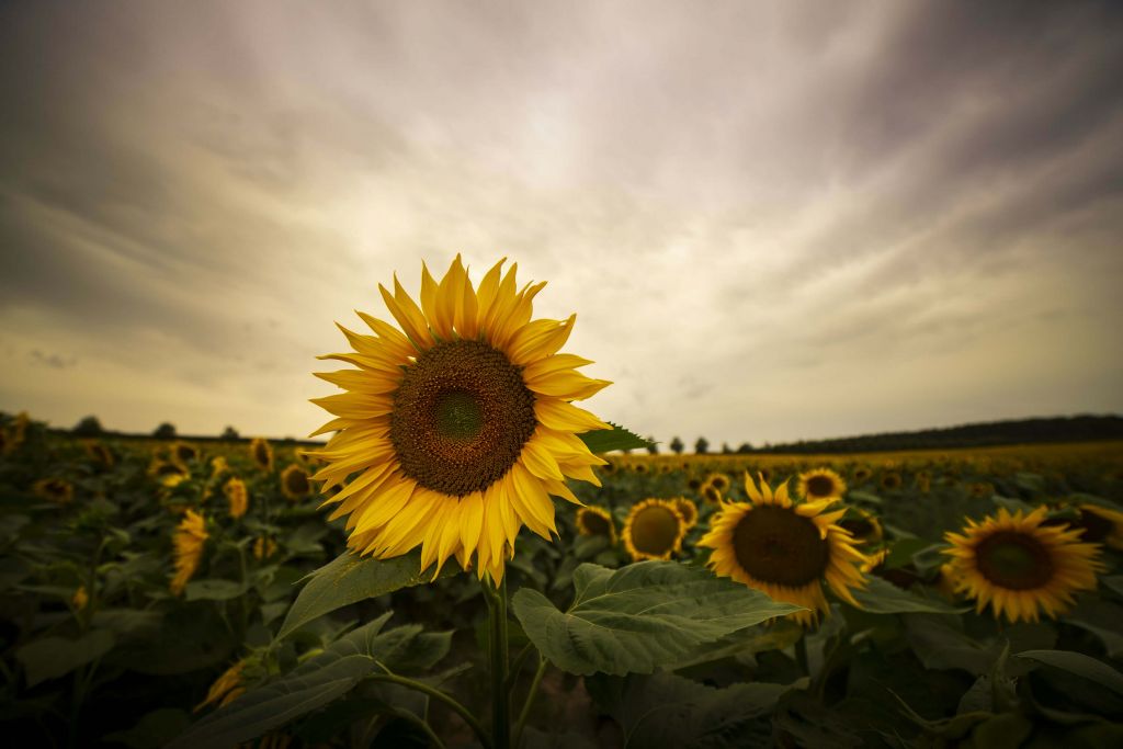 Gros plan sur un tournesol