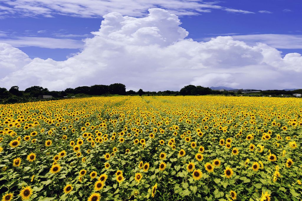 Tournesols en été
