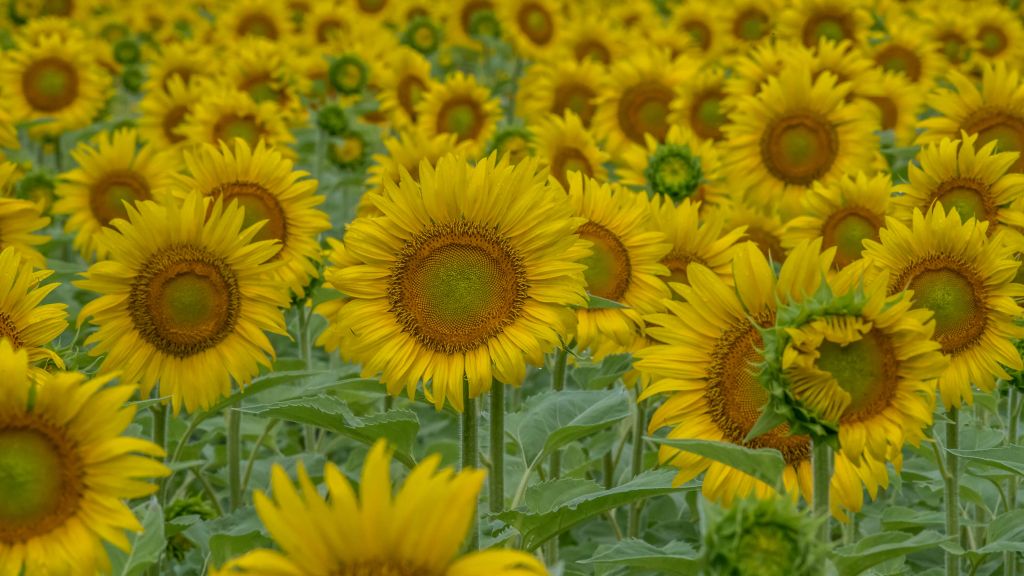 Tournesols