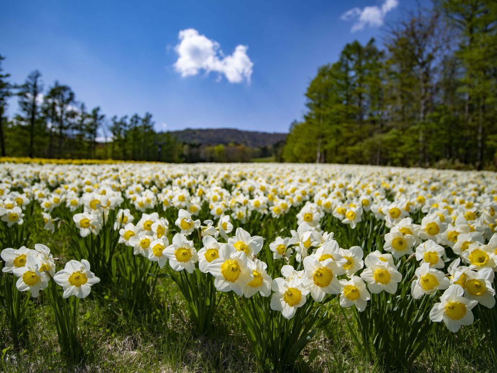 Jonquilles blanches