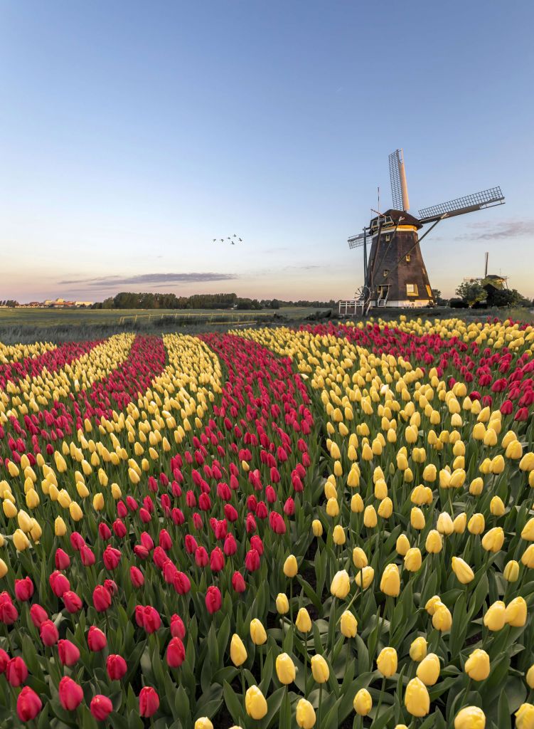 Champ de tulipes néerlandais