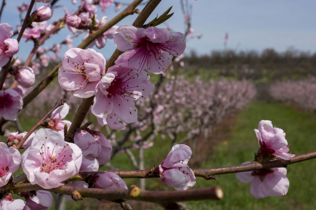 Gros plan sur les fleurs