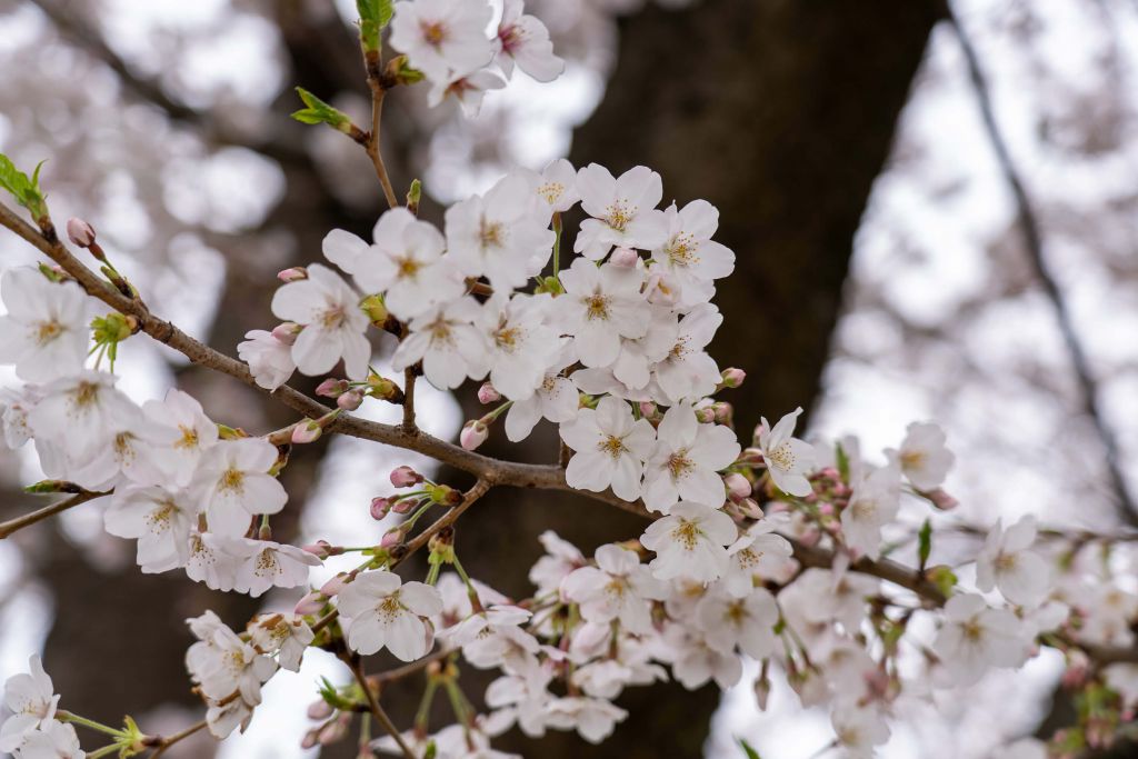 Fleurs blanches