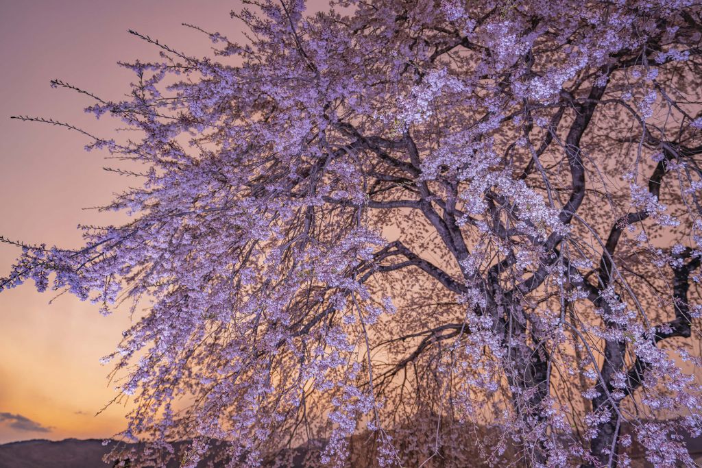 Fleurs au coucher du soleil