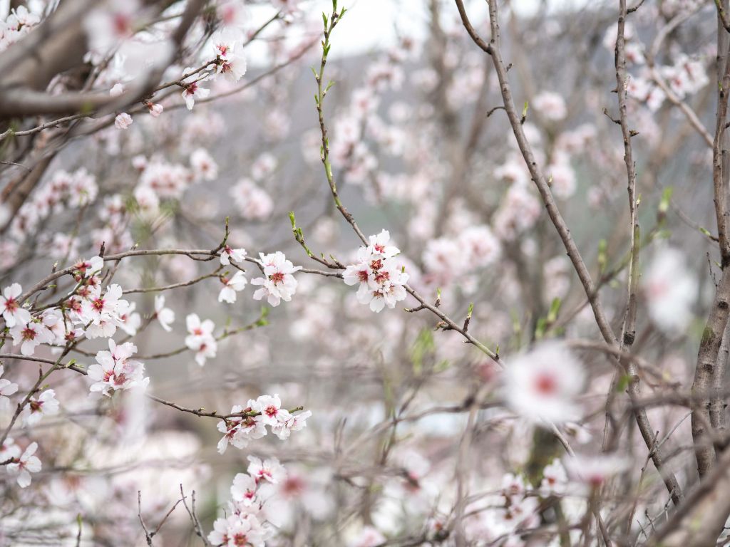 Fleurs roses et blanches