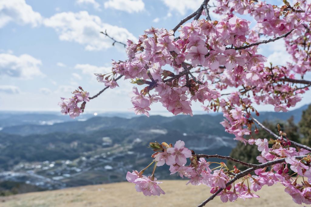 Fleurs japonaises avec des montagnes