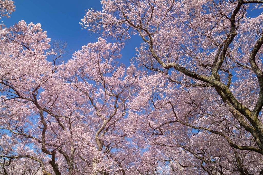 Fleurs avec un ciel bleu