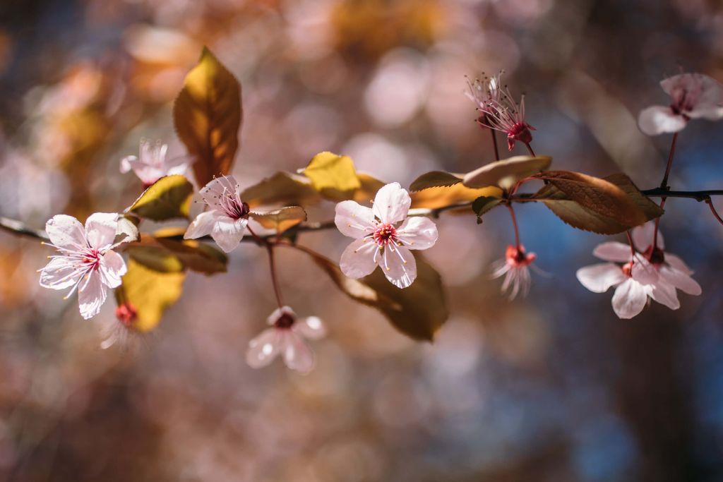 Fleurs roses et feuilles brunes