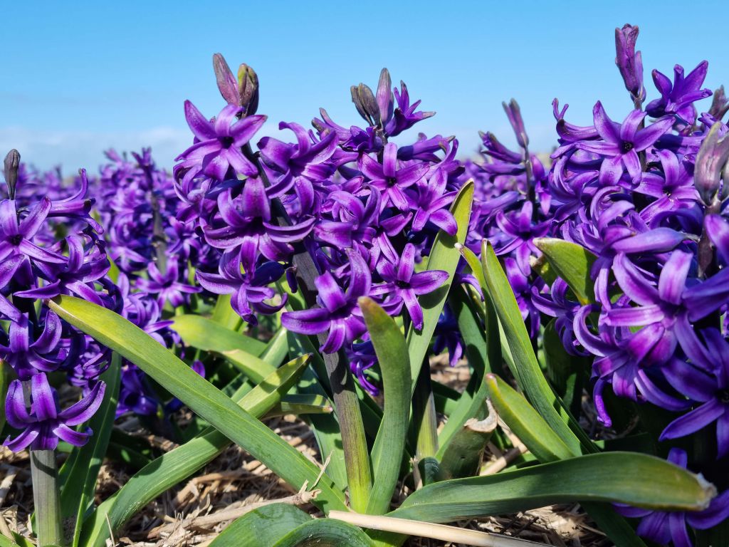 Jacinthes violettes