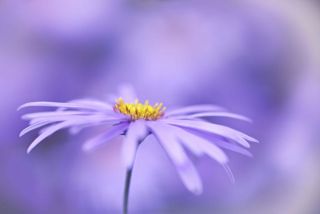 Marguerites violettes