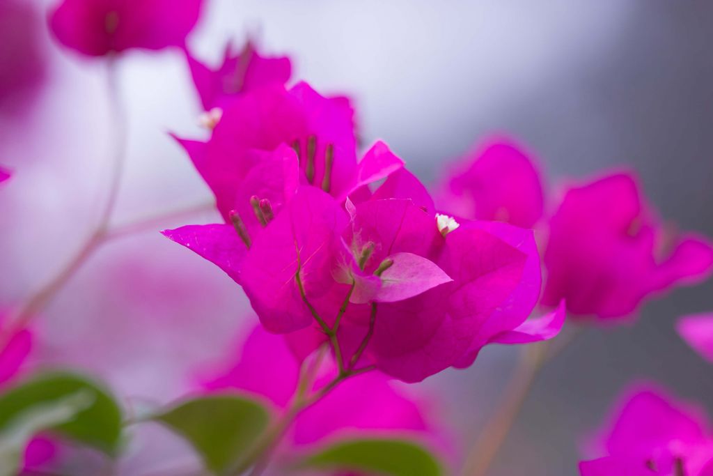 Fleur rose en gros plan