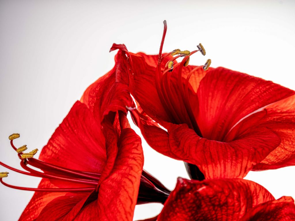 Amaryllis rouge