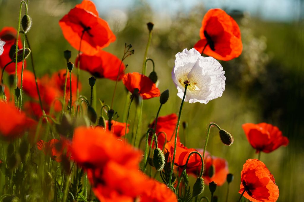 Groupe de coquelicots