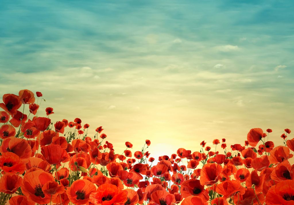 Coquelicots au coucher du soleil