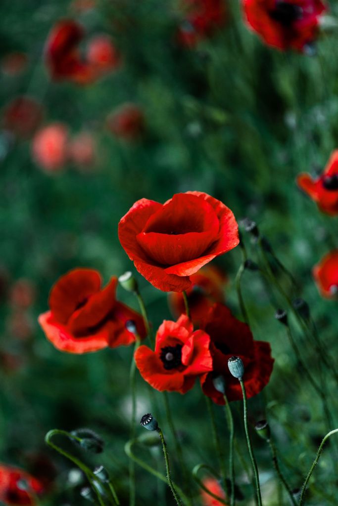 Coquelicots et herbe