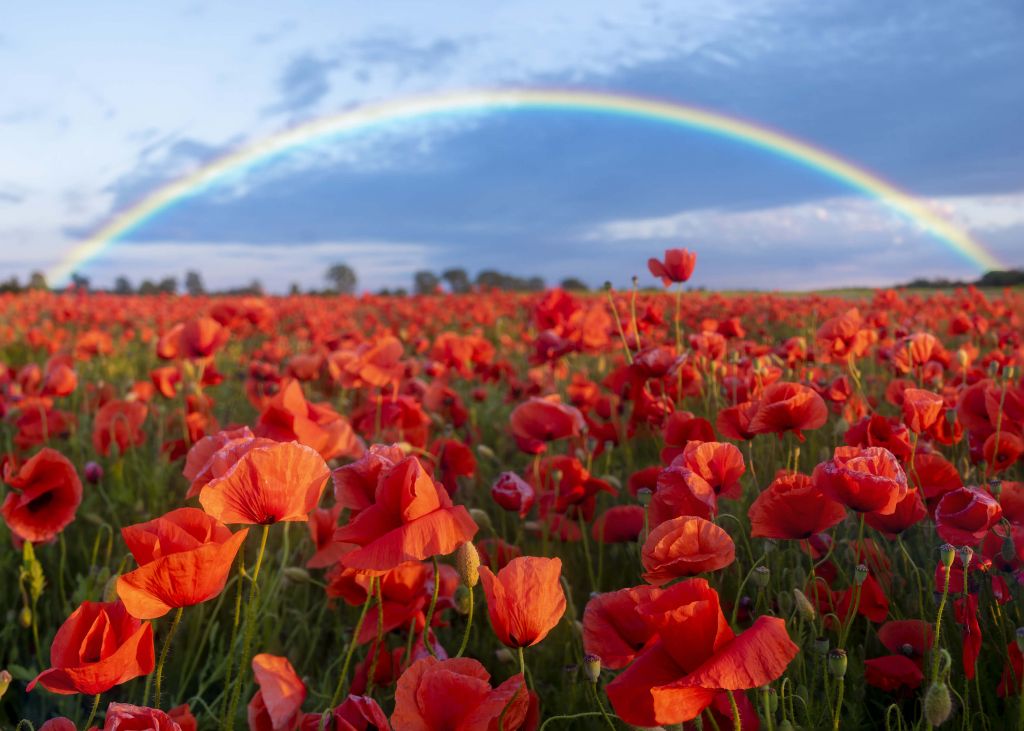 Coquelicots avec arc-en-ciel