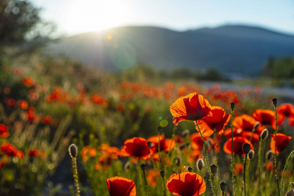 Coquelicots avec rayons de soleil