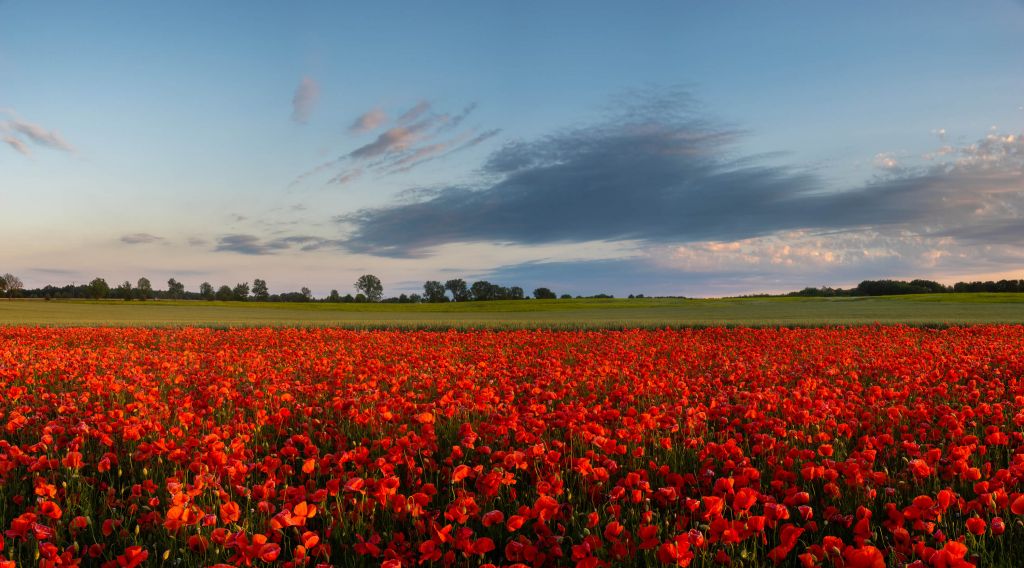 Ciel bleu avec des coquelicots