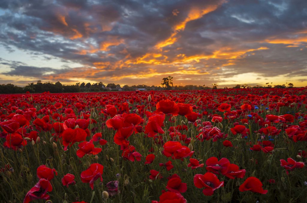 Champ de coquelicots sous un beau ciel