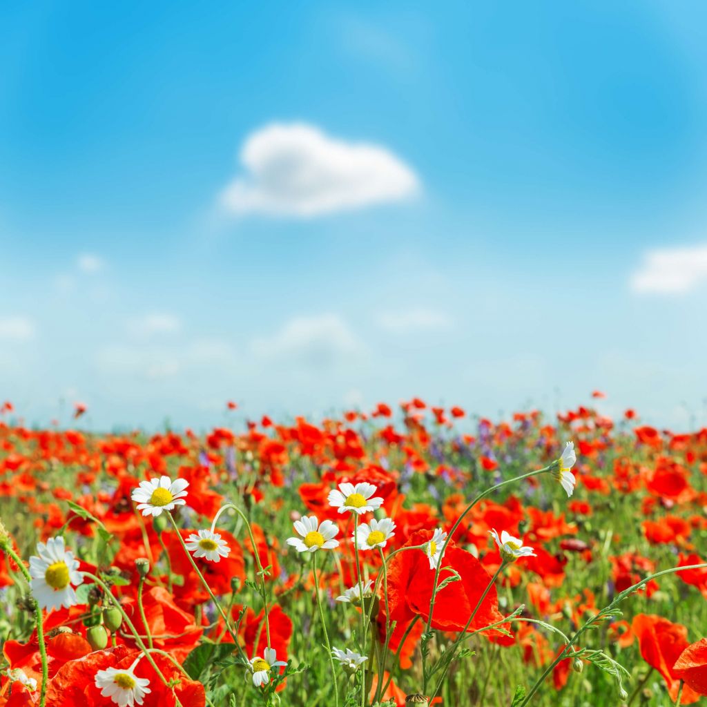 Coquelicots et marguerites