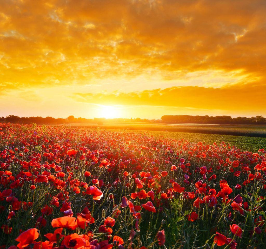 Coquelicots et coucher de soleil